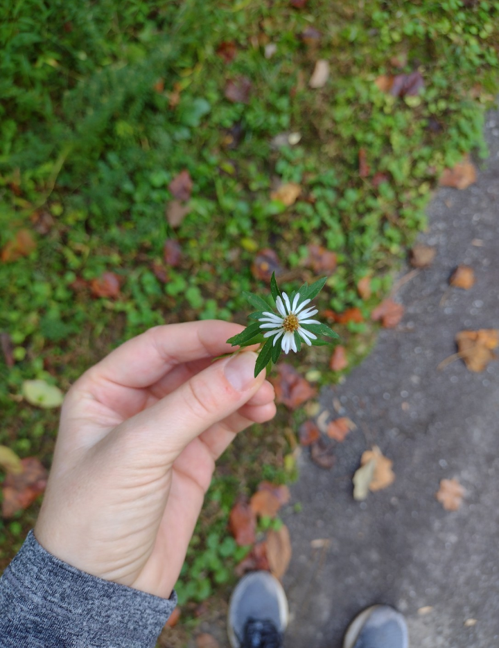 Botanical XI
