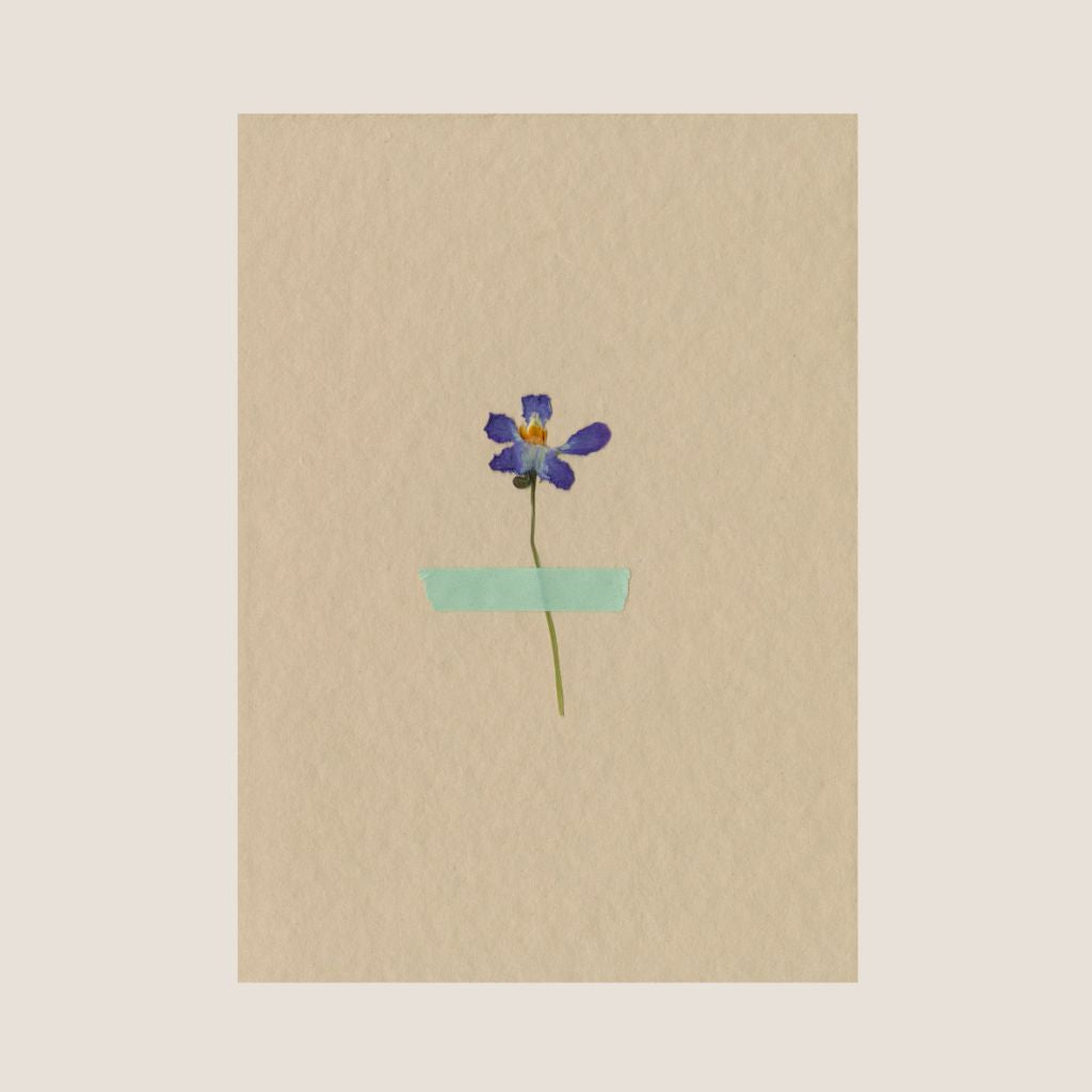 Pressed Wild Viola