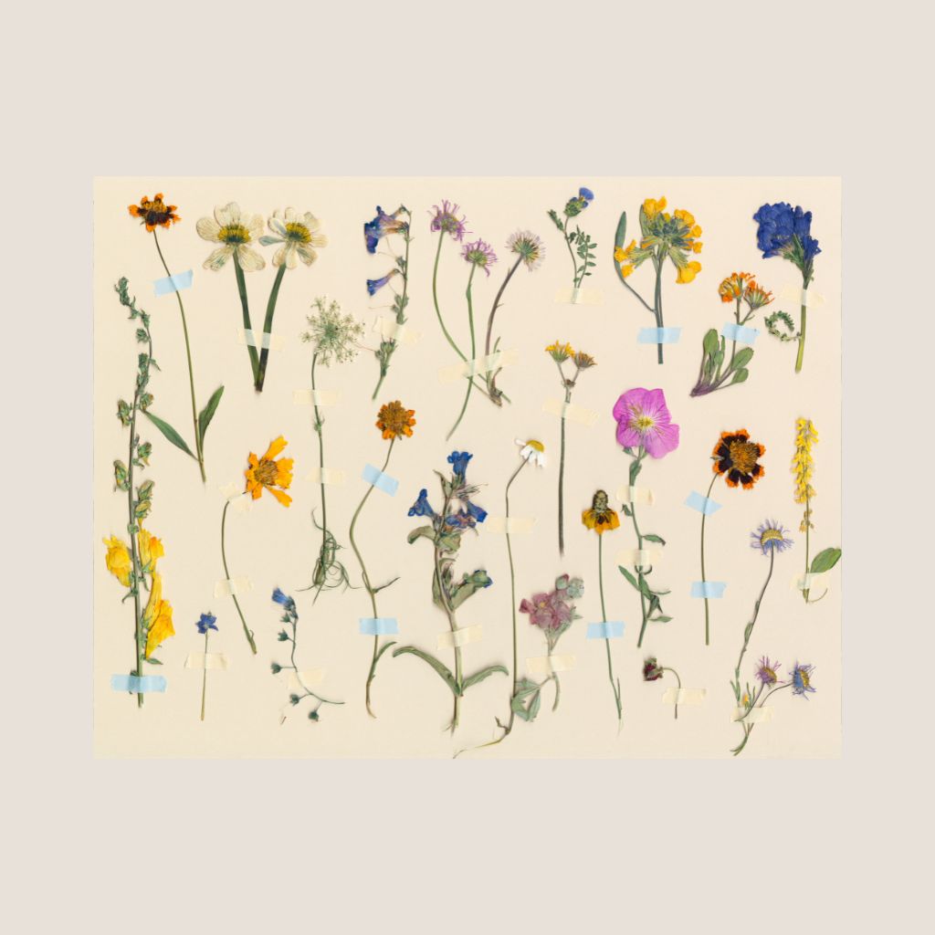 Pressed Wildflower Compilation – Brittany Smith Studio