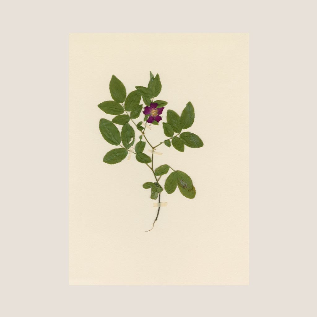 Pressed Wild Rose print