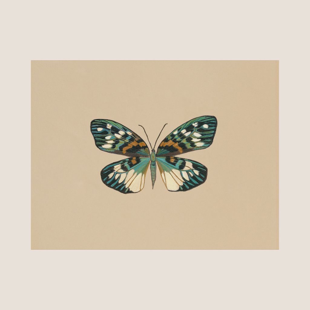 Erasmia pulchella