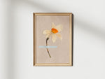 Pressed Narcissus